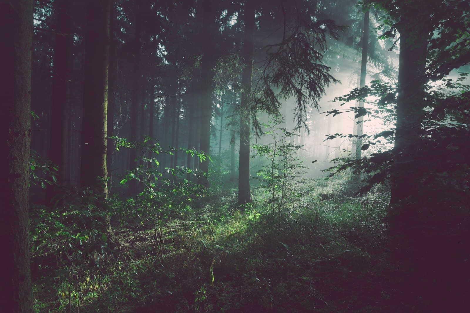 A dark, quiet forest at night