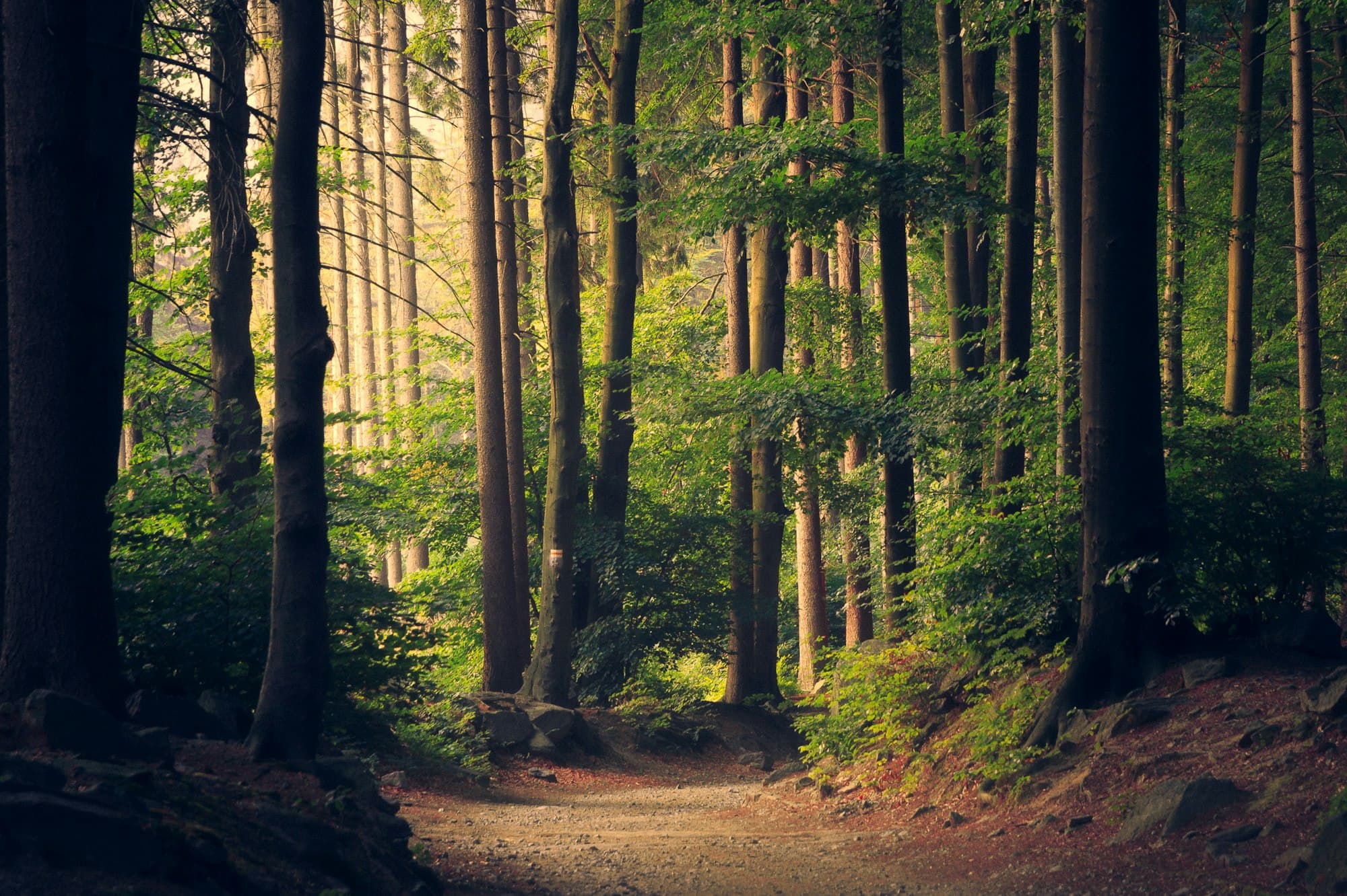 Sunlight falling through a tall forest